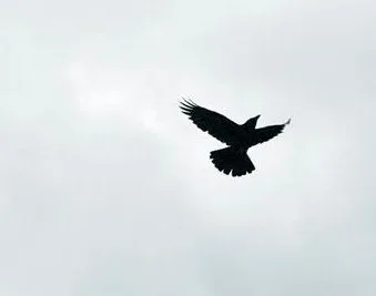 L'ora dei predatori