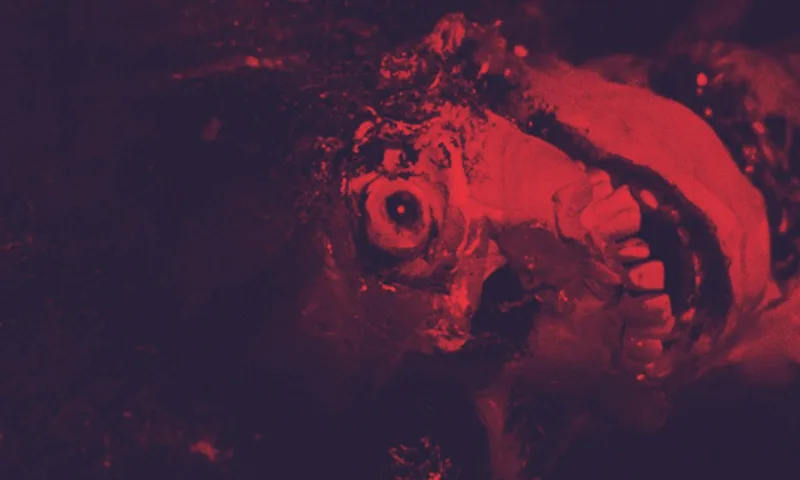 La notte dei morti viventi